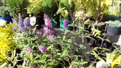Fialové kvetoucí rostliny buddlejia v hrncích na zahradě