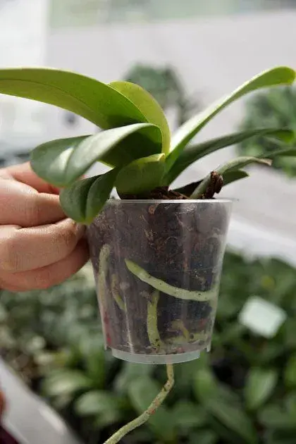 Orchidej v průhledné nádobě s viditelnými kořeny pro substrát