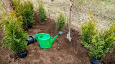 Nově vysazené jehličnany s zelenou zálivkou a lopatou.