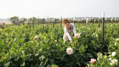 Žena péče o jiřiny v zahradě po mrazu