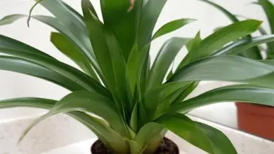 Guzmania plant in pot