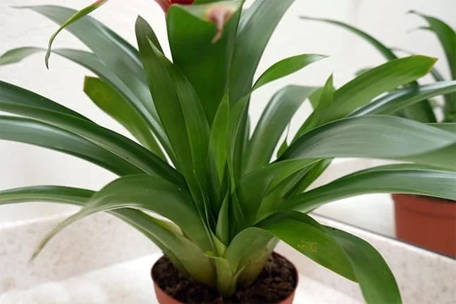 Guzmania plant in pot