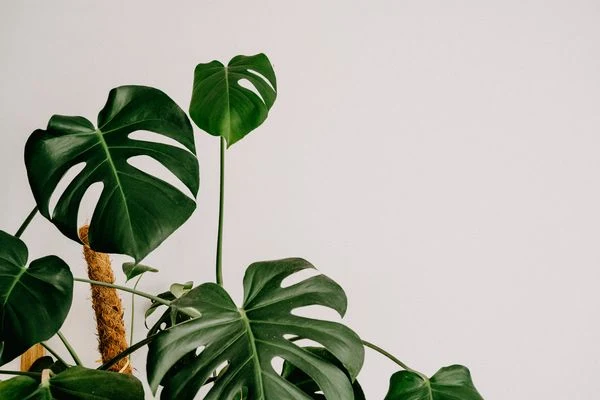 Zelená rostlina Monstera s charakteristicky vyřezanými listy.