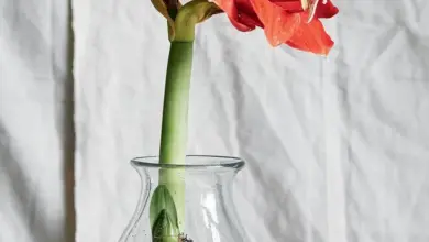 Cibule amarylis v skleněné váze s půdou a vodou pro kvetení.