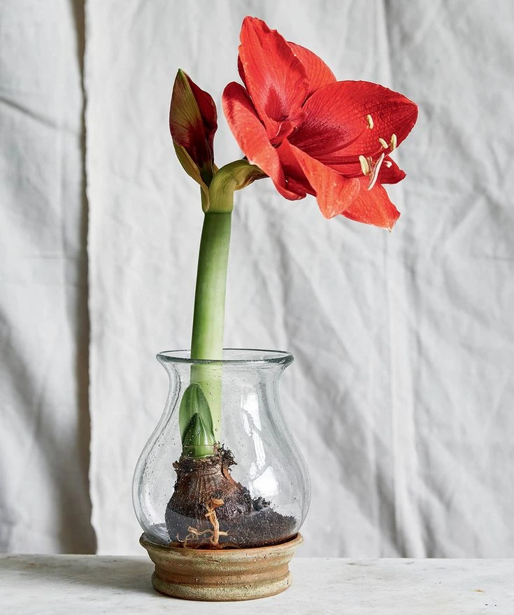 Hippeastrum v skleněné váze s hlízou, půdou a kořeny viditelnými.