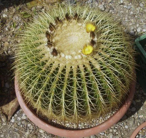 Zlatý kaktus Echinocactus grusonii s dvěma žlutými květy v hrnci.