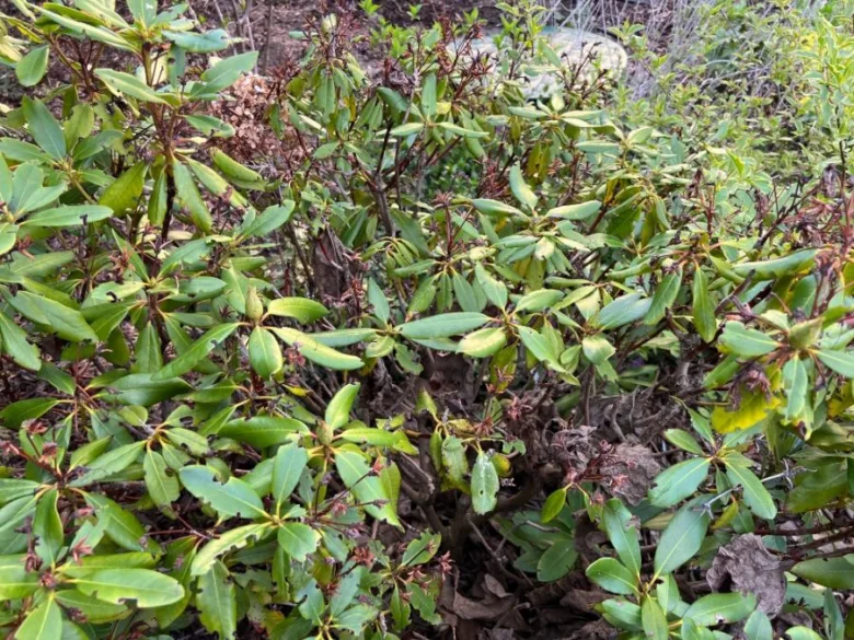 Rododendron s keřem se žloutnoucími listy a hnědými skvrnami.