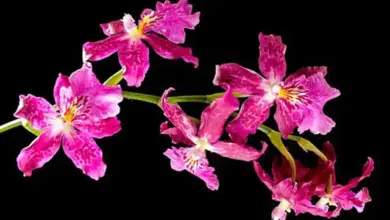 Růžové květy orchidej na zeleném stonku.