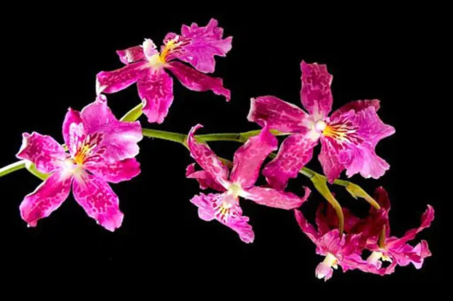 Růžové květy orchidej na zeleném stonku.