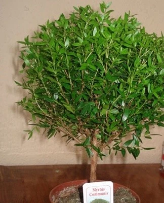 Myrtus communis plant