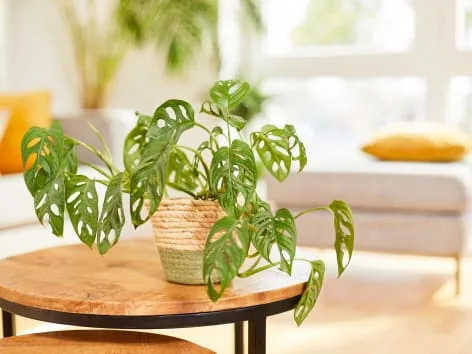 Monstera domácí rostlina v košíku na stole.