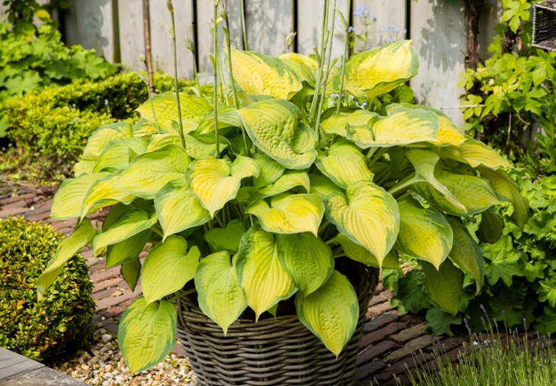 Hosta v košíku na zahradní cestě