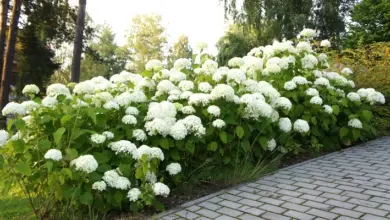 Bílá hortenzie Annabelle v plném květu na zahradní cestě.