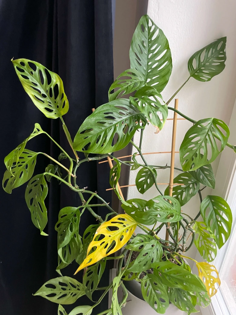 Monstera s žloutnoucím listem v květináči