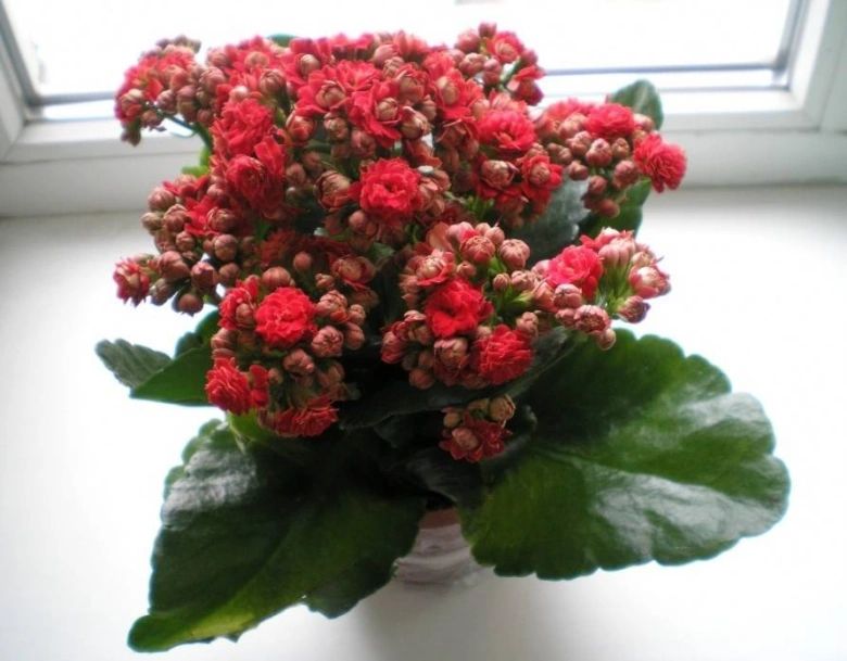 Kalanchoe v plném květu na okenním parapetu