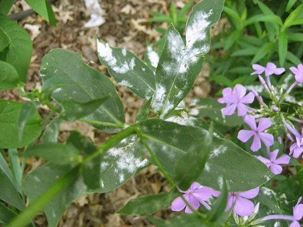 Powdery mildew on phlox leaves