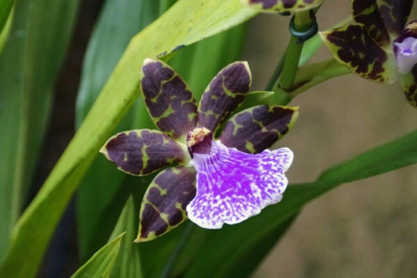 Fialová květina orchideje zygopetalum s zelenými skvrnami.
