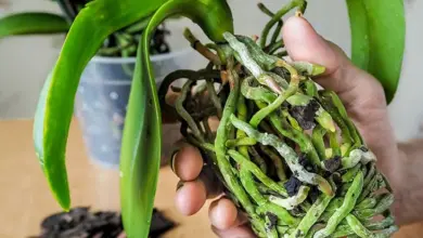 Orchidej pěstovaná ve vodě s viditelnými kořeny v nádobě.