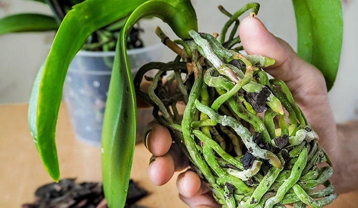 Orchidej pěstovaná ve vodě s viditelnými kořeny v nádobě.