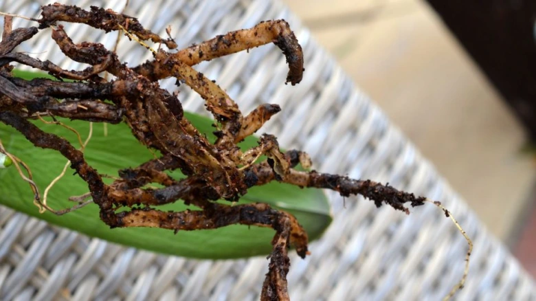 Zhnitnuté kořeny orchideje s hnědými a suchými tkáněmi.