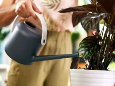 Person watering calathea plant