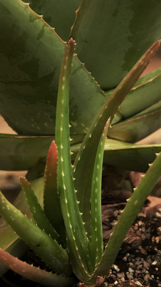 Blízky záběr na listy rostliny Aloe vera v květináči.