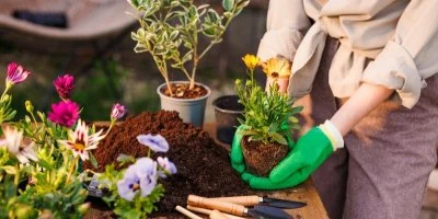 Person planting flowers in garden