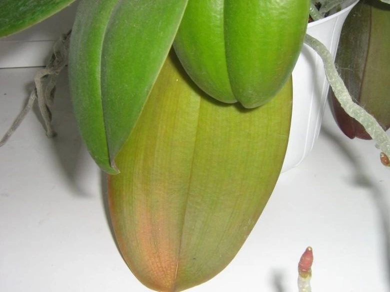 Žloutnoucí list orchideje s hnědými skvrnami.