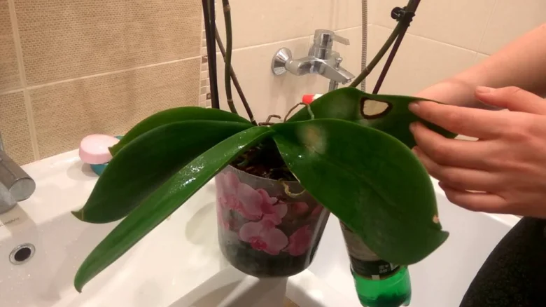 Člověk umývá listy orchideje v koupelnovém dřezu.