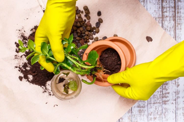 Ruční prořezávání kalanchoe do nového květináče s půdou.