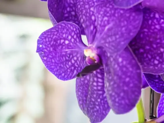 Fialová orchidej Phalaenopsis s bílými tečkami na okvětních lístcích.