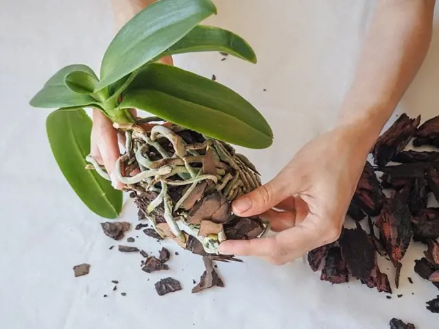 Orchidej s kořeny při přesazování na dřeňové štěpky