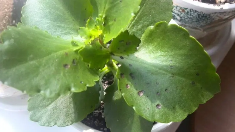 Kalanchoe s tmavými skvrnami na listech ukazující chorobu.