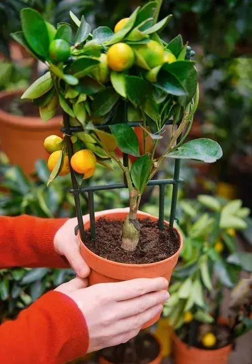 Rostlina citroníku nebo mandarinky v hrnci s ovocem a podpůrnou mřížkou.