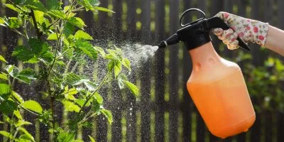 Osoba v rukavici postříká rostlinu oranžovou tekutinou.