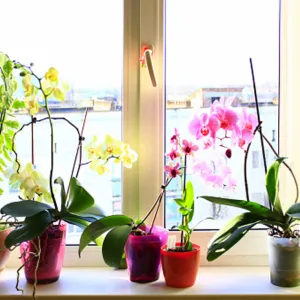 Orchideje v květináčích na okenním parapetu uvnitř domu.