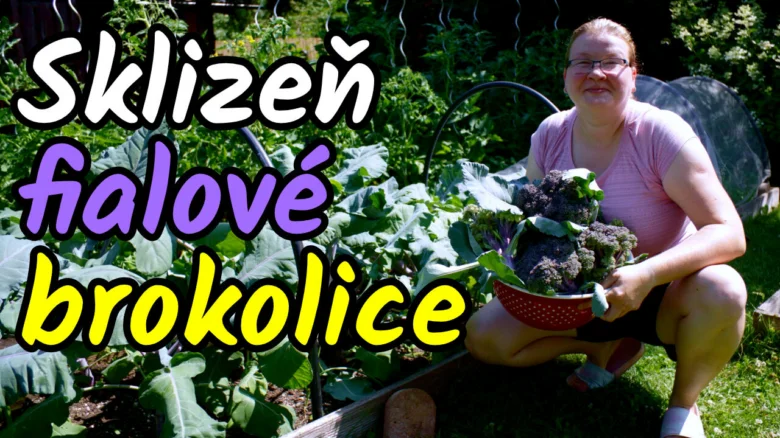 Žena sklízí fialovou brokolici do červené misky v zahradě.