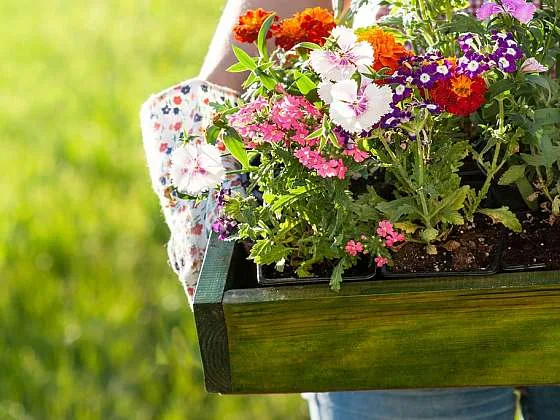 Osoba drží dřevěnou misku s barevnými kvetoucími rostlinami.