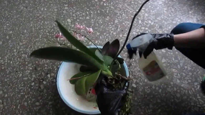 Osoba v rukavicích postříká orchidej z lahvičky.
