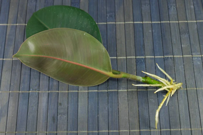 Ficus robusta řezanka s novými kořeny na bambusové podložce.