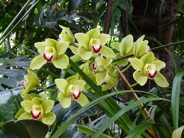 Zelené orchideje s červenými skvrnami kvetoucí mezi listy.