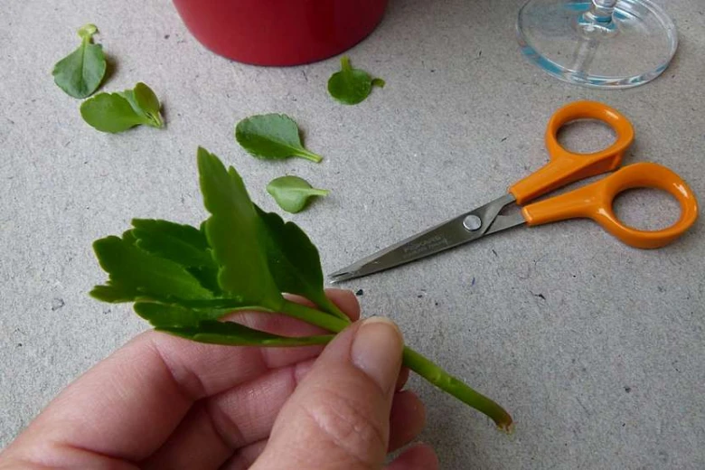 Ruka drží prořezaný stonk kalanchoe s nůžkami vedle.