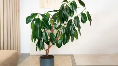 Ficus elastica v šedém květináči na podlaze.