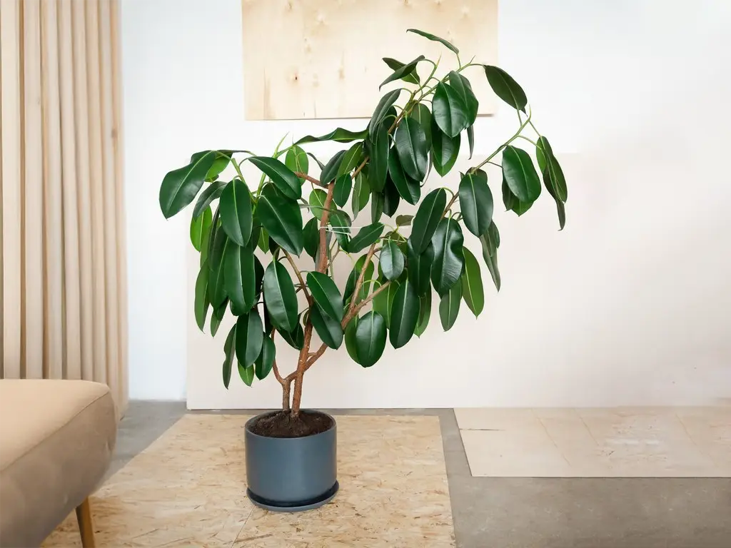 Ficus elastica v šedém květináči na podlaze.
