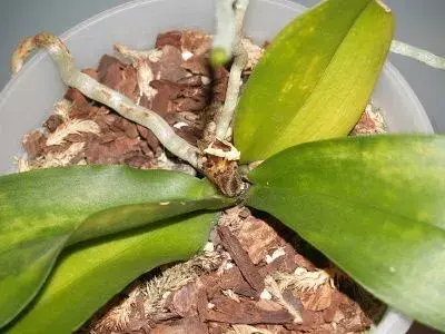 Orchid in bark substrate
