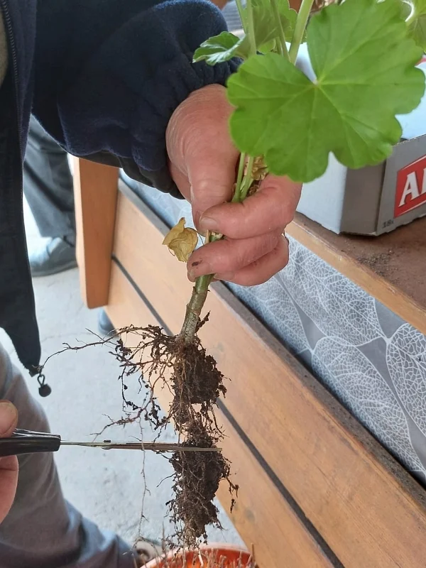 Stříhání kořenů muškátu po zimě pro oživení rostliny.