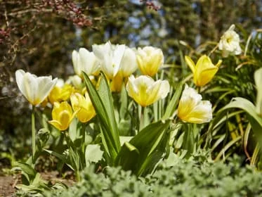Žluté a bílé tulipány kvetoucí v zahradě na jaře.