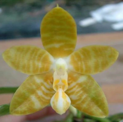 Žlutá orchidej Phalaenopsis s žilkovaním na květu.