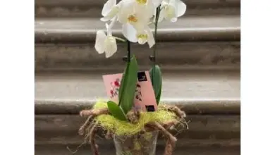 Bílá orchidej v skleněné váze s viditelnými kořeny na kamenném povrchu.