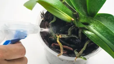 Ruka postřikuje vodu na orchidej pěstovanou ve skleněné nádobě.